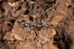 Iridomyrmex mayri