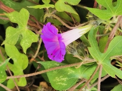 Ipomoea purpurea