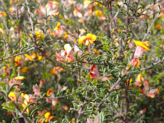 Dillwynia uncinata