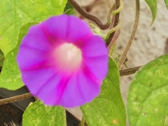 Ipomoea purpurea