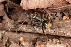 Polyrhachis brisbanensis