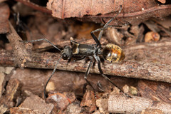 Polyrhachis brisbanensis