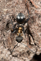 Polyrhachis ornata