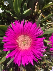 Carpobrotus quadrifidus