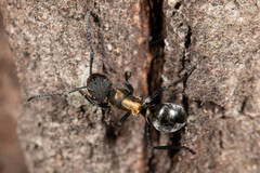 Polyrhachis ornata