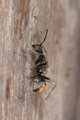 Polyrhachis brisbanensis