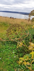 Tordylieae
