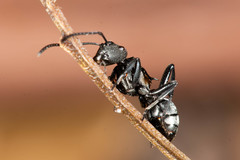 Polyrhachis ornata