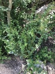Scrophularia parviflora