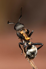 Polyrhachis ornata