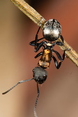 Polyrhachis ornata