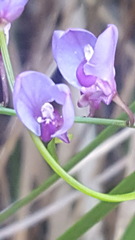 Comesperma volubile