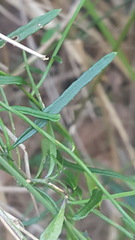 Comesperma volubile
