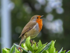 Erithacus rubecula