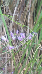 Comesperma volubile
