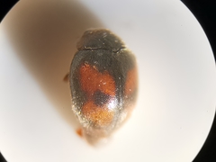 Scymnus subvillosus