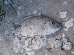 Oreochromis