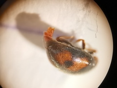 Scymnus subvillosus