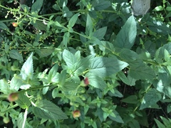Scrophularia parviflora