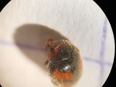 Scymnus subvillosus