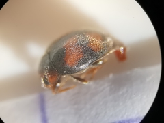 Scymnus subvillosus