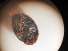 Scymnus subvillosus