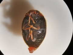 Scymnus subvillosus