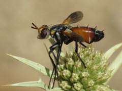 Cylindromyia rufifrons