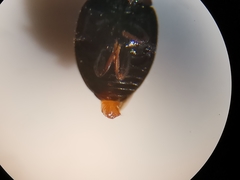 Scymnus subvillosus
