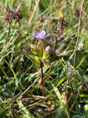 Gentianella campestris baltica