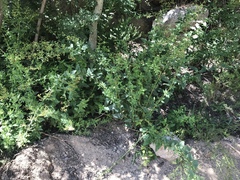 Scrophularia parviflora