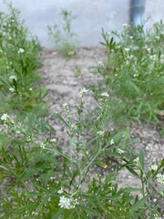 Lepidium sativum