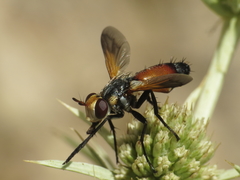 Cylindromyia rufifrons