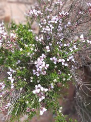 Polygala microlopha microlopha