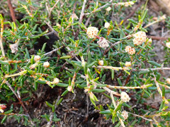 Spyridium eriocephalum