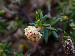 Spyridium eriocephalum