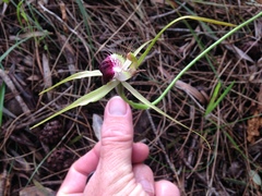 Caladenia thinicola