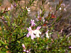 Westringia eremicola