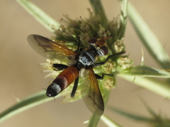 Cylindromyia rufifrons