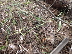 Caladenia thinicola