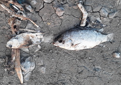 Oreochromis