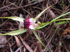 Caladenia thinicola