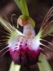 Caladenia thinicola