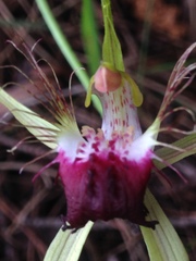 Caladenia thinicola