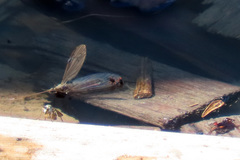 Halotydeus destructor