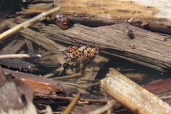 Halotydeus destructor