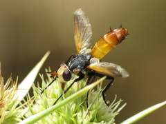 Cylindromyia rufifrons