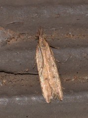 Dichomeris acuminatus