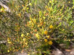 Acacia rhetinocarpa