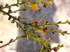 Acacia rhetinocarpa